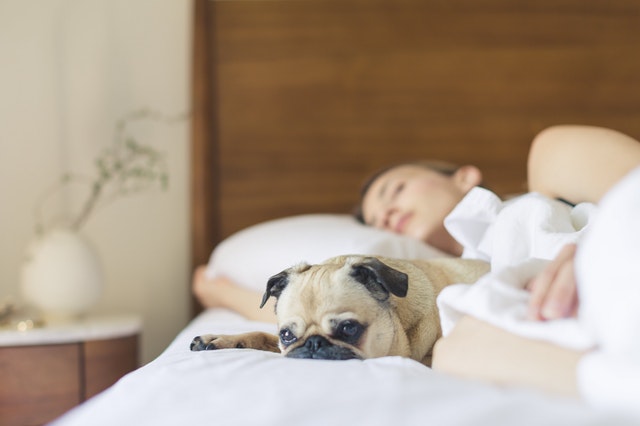 7 razloga zašto je spavanje sa psom dobro za vas